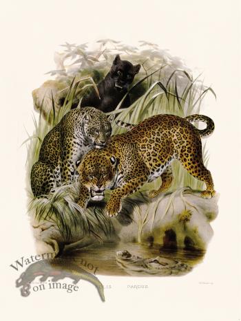 Elliot Cat 07 Leopard